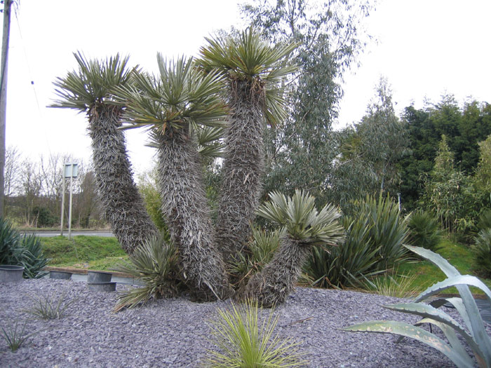 Trithrinax campestris at Mulu