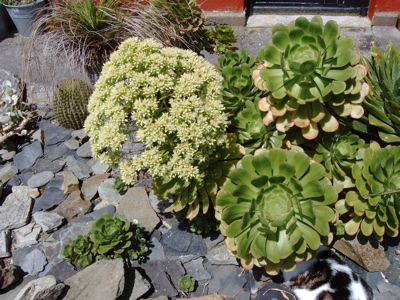 o4/76/396076/1/58840787.Aeoniumurbicum.jpg
