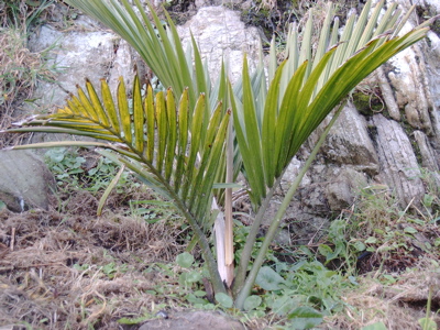 o4/76/396076/1/58840994.ChathamNikau.jpg