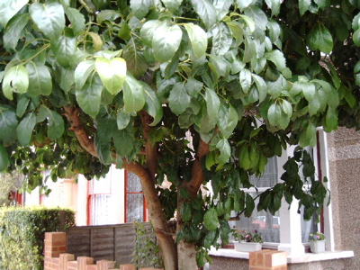 Leaves of the Lewisham Avocado