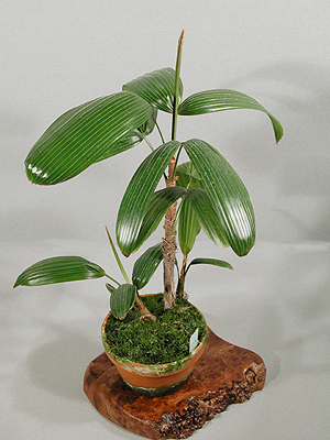 Rhapis excelsaTENZAN