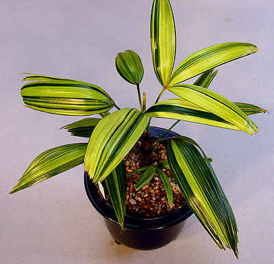 Rhapis excelsa ZUIKONISHIKI