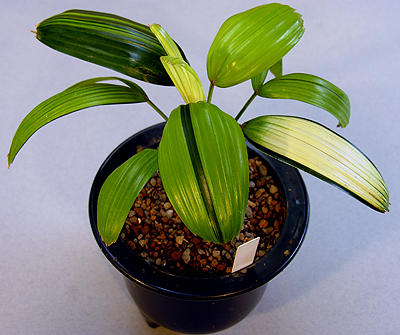 Rhapis excelsa MANGETSUNOTAKARA