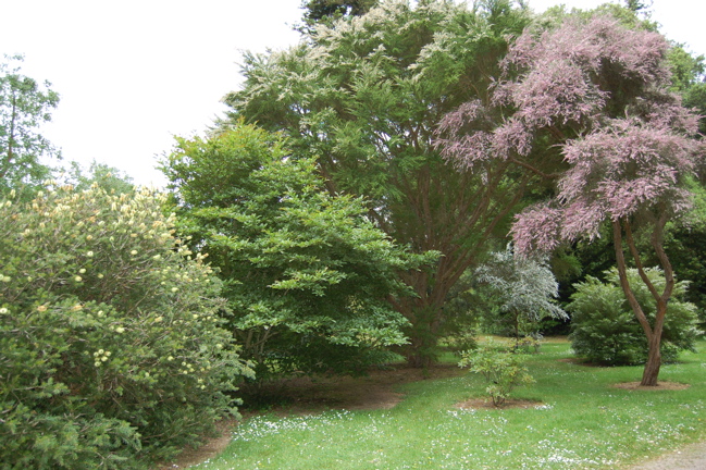 Leptospermum ericoides (white), scoparium (pink)
