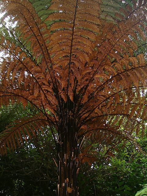 Dicksonia squarrosa