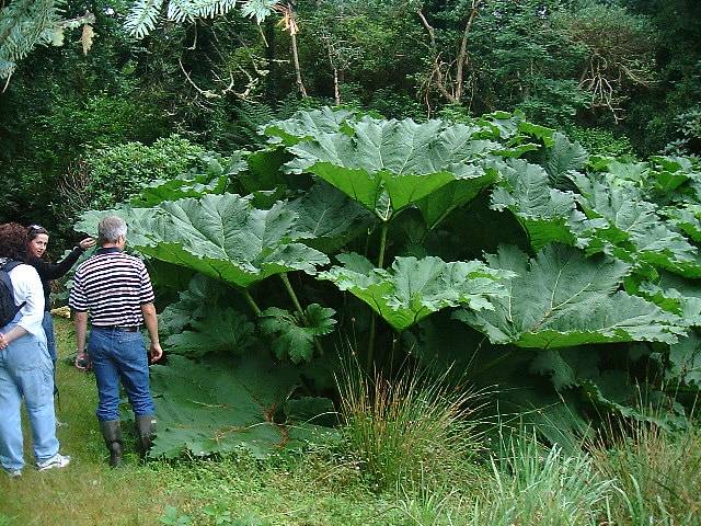 Gunnera