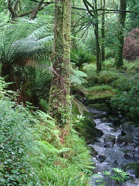 Stream