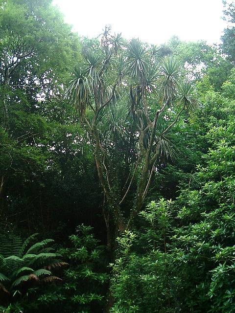 Big Cordyline australis