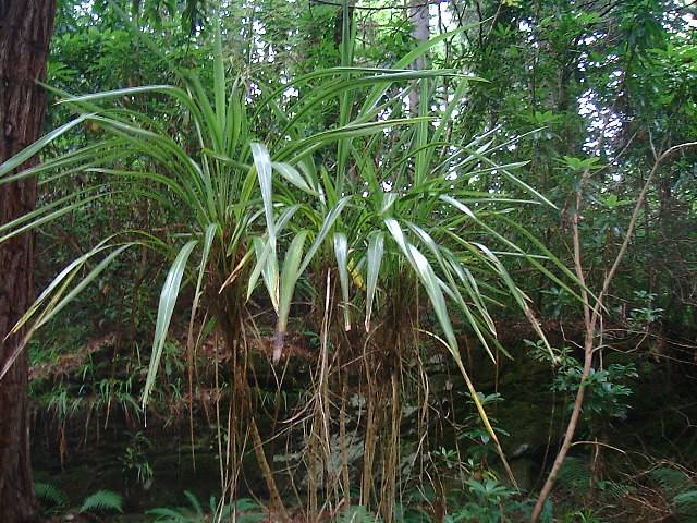 Cordyline banksii
