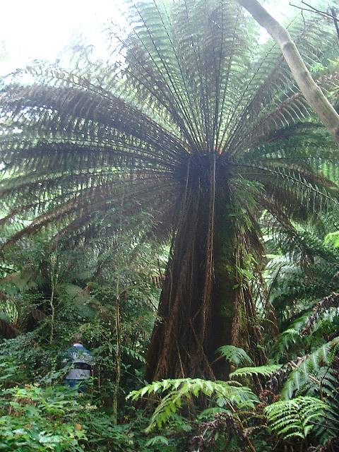 Huge Dicksonia antarctica