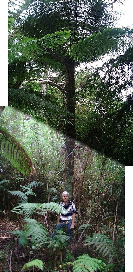 Huge Cyathea dealbata