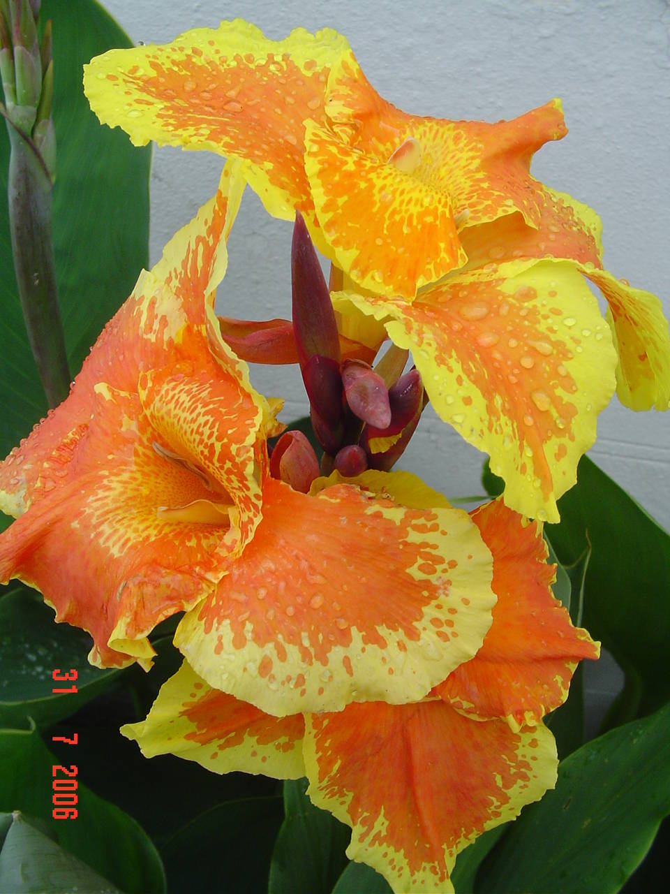 Canna Florence Vaughan 3.JPG