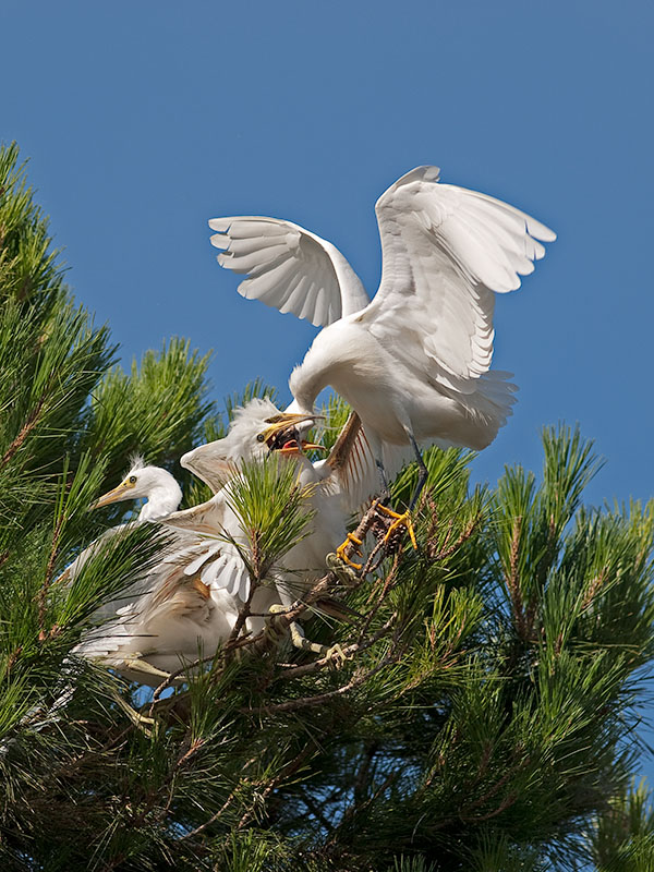 Snowy Egrets _7100038.jpg