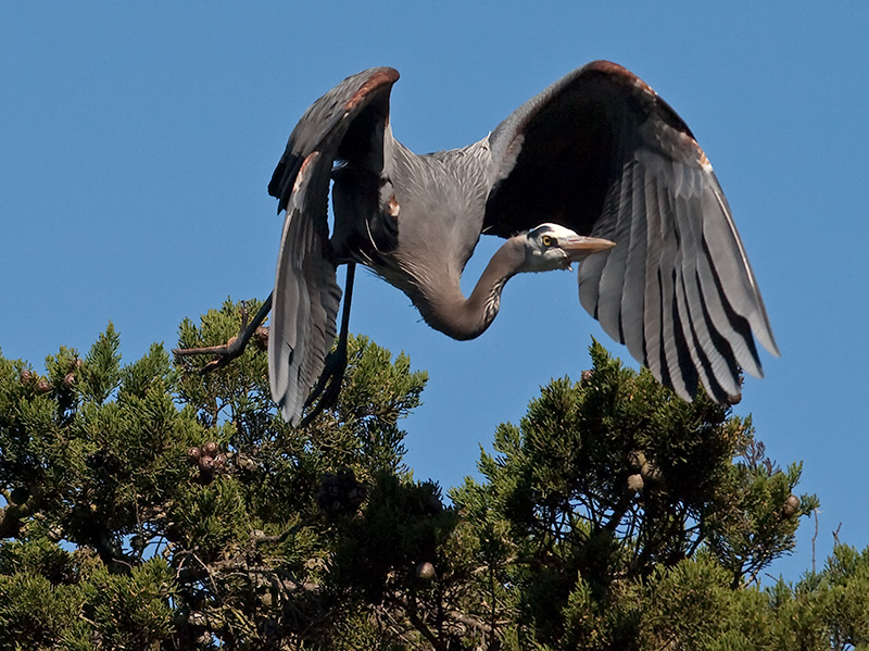 Great Blue Heron _3098166.jpg