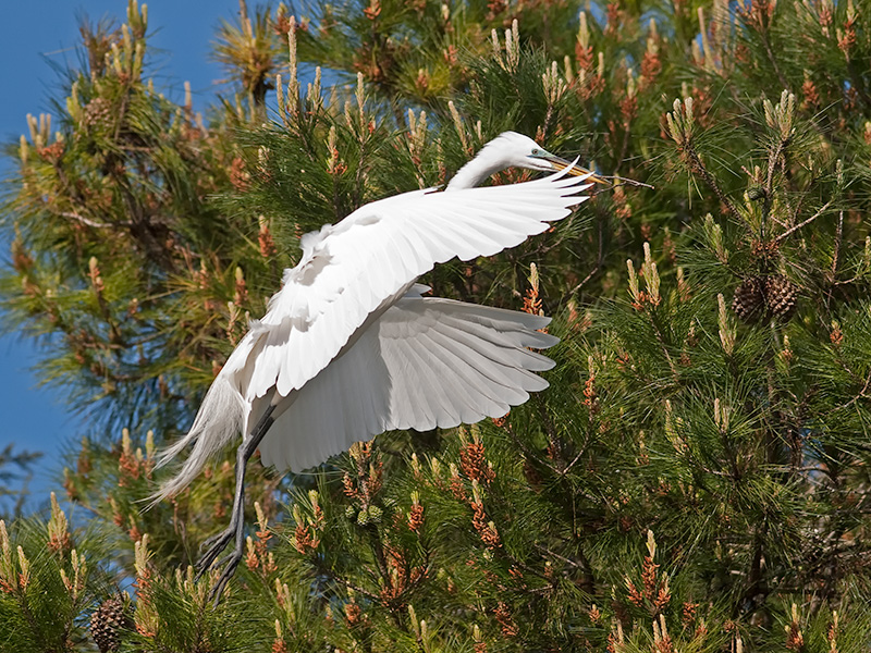 Great Egret _3188957.jpg