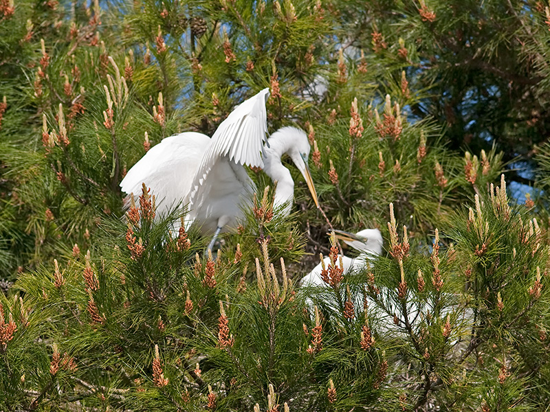 Great Egret _3189118.jpg