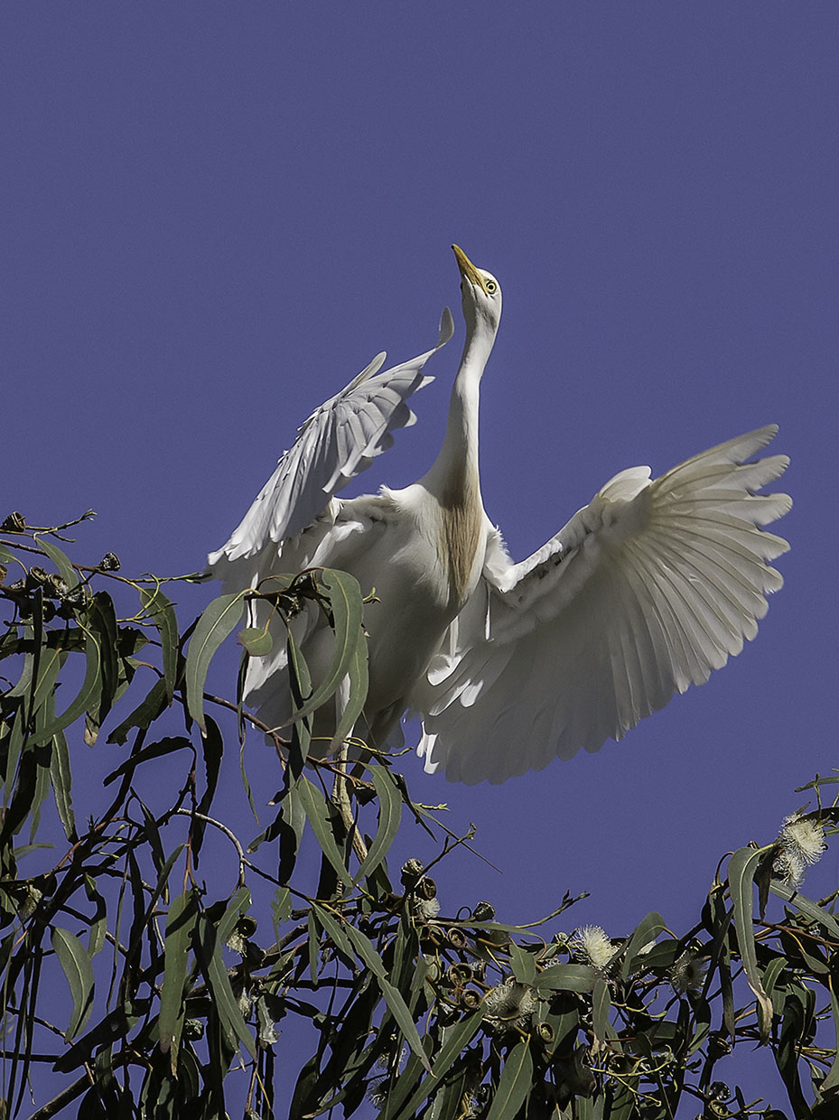 Cattle Egret _4301284.jpg