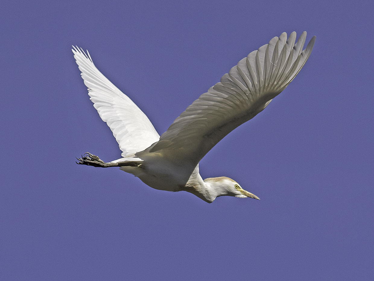 Cattle Egret _4301303.jpg