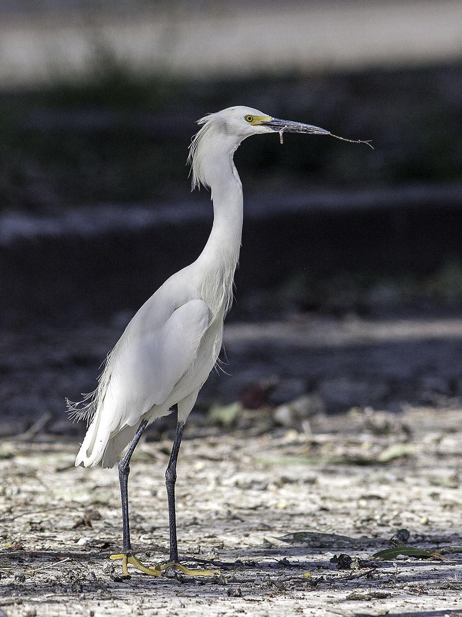 Snowy Egret _5031342.jpg