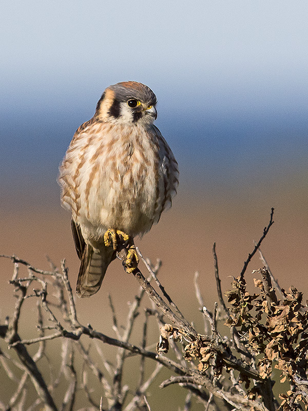 Kestrel female _2119413.jpg