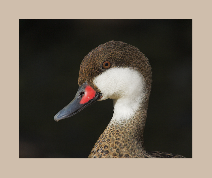 White-cheeked Pintail #1