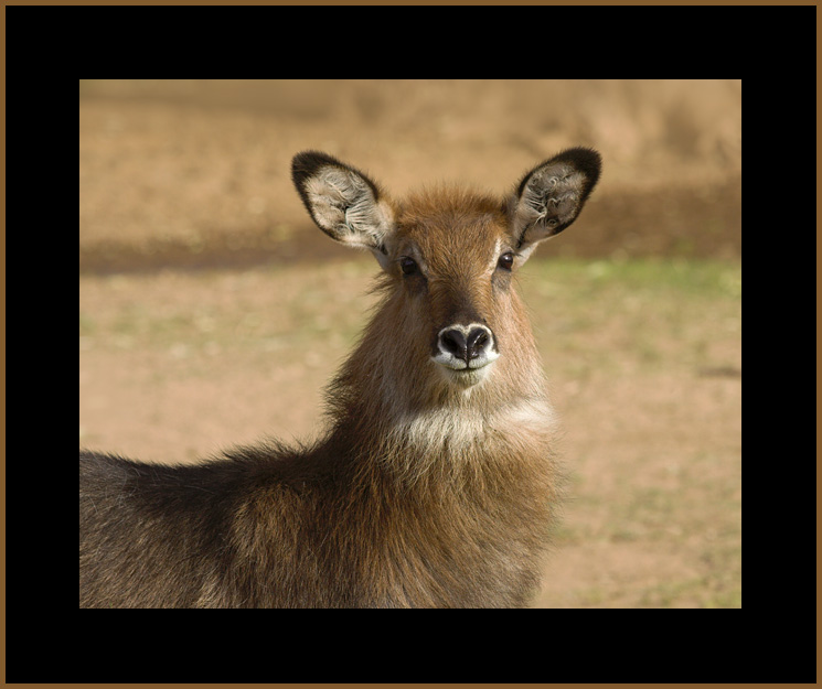 Defassa Waterbuck #1