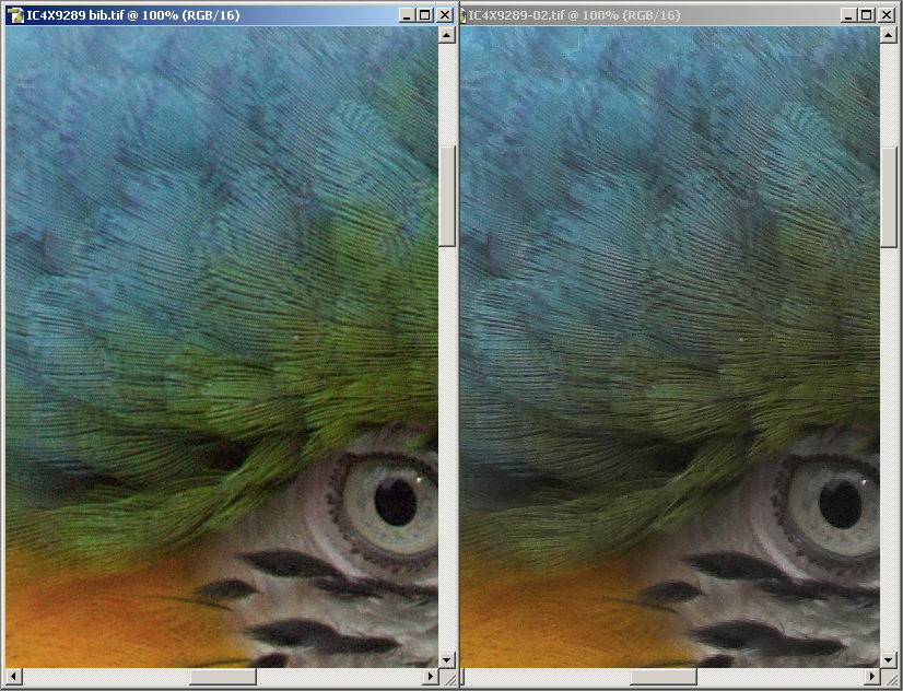 Eye-Feather Cmp.jpg