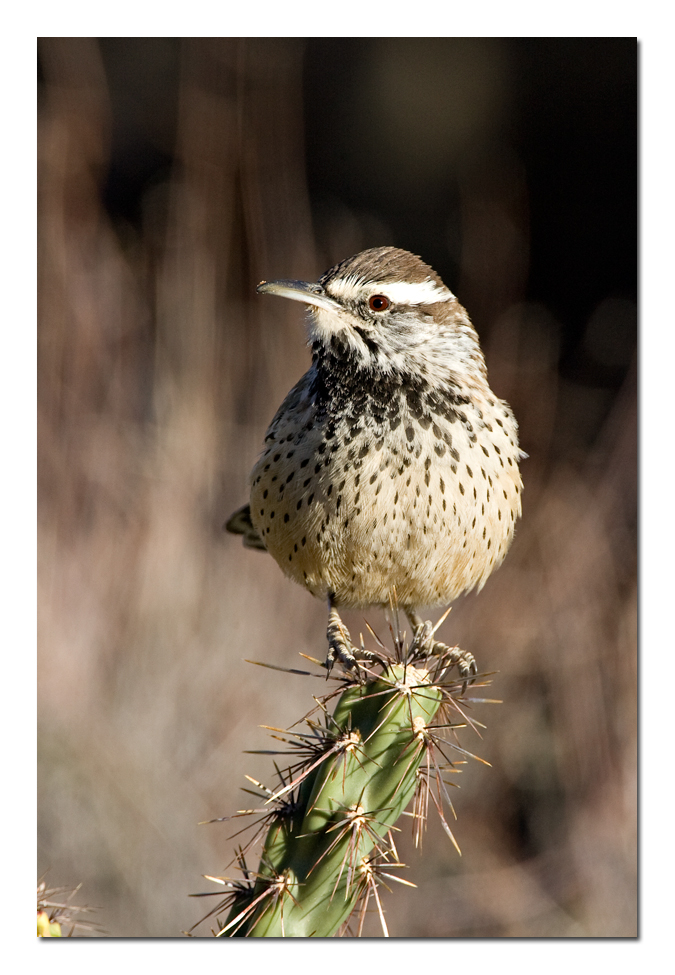 Cactus Wren 2.jpg