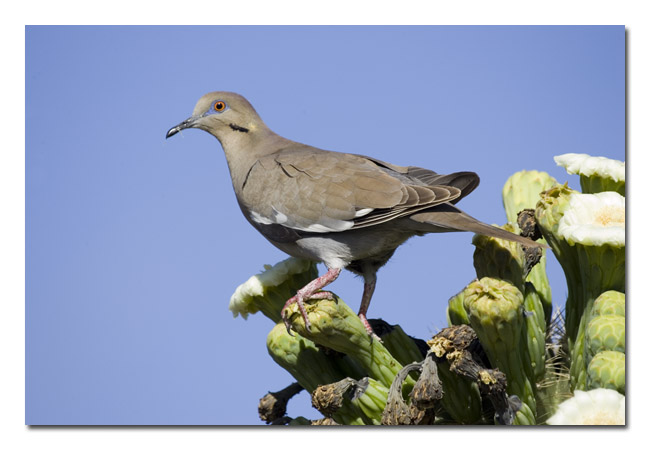 White wing Dove 1.jpg