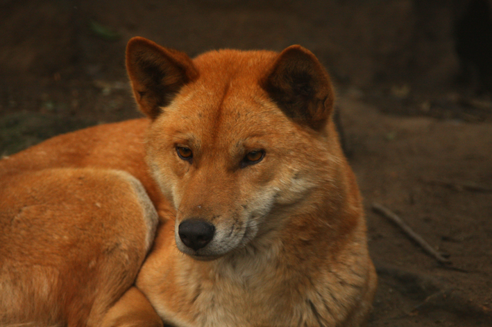 dingo 1.jpg