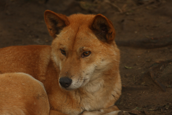 dingo 3.jpg