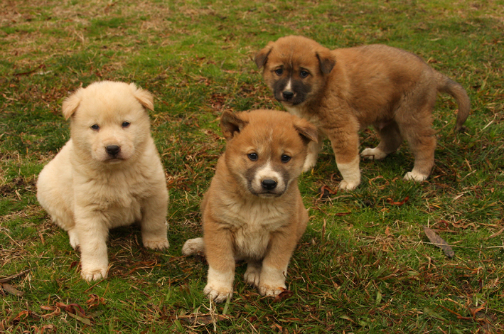 dingo pups lo res 2.jpg