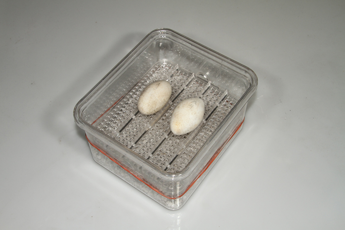 over_perlite.jpg