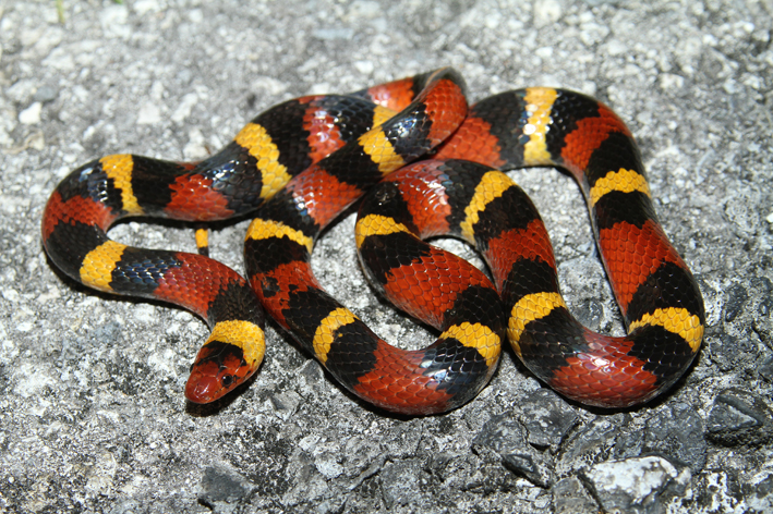 scarlet kingsnake.jpg