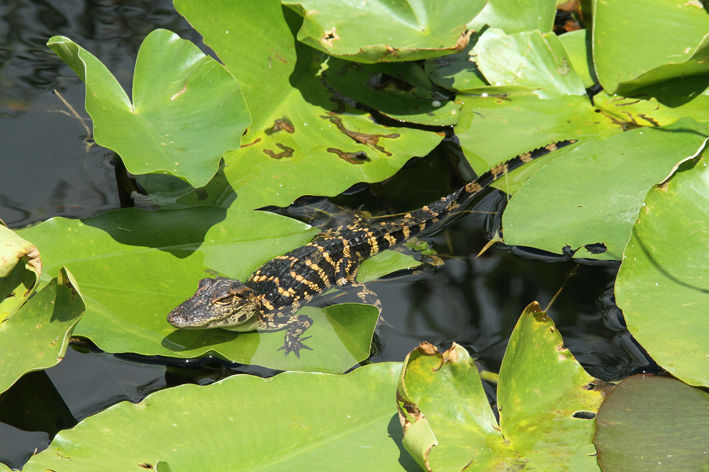 baby alligator on lily pads.jpg