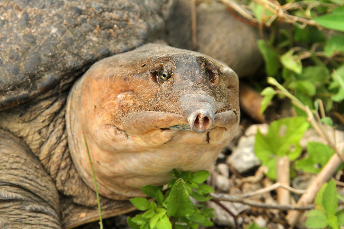 softshell head.jpg