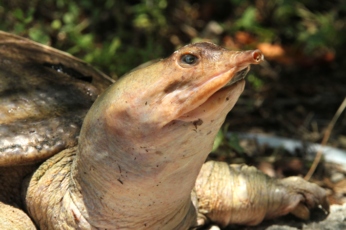 softshell turtle.jpg