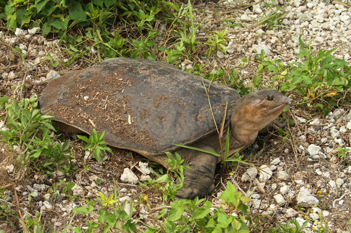 softshell whole body shot.jpg