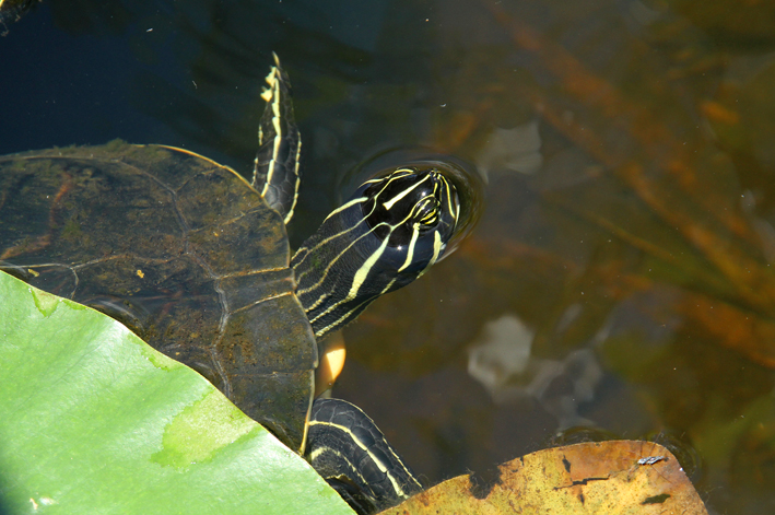 Florida redbelly turtle head.jpg
