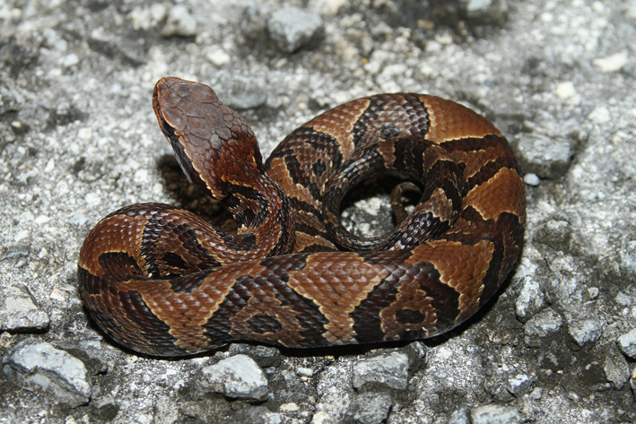 cottonmouth 2.jpg