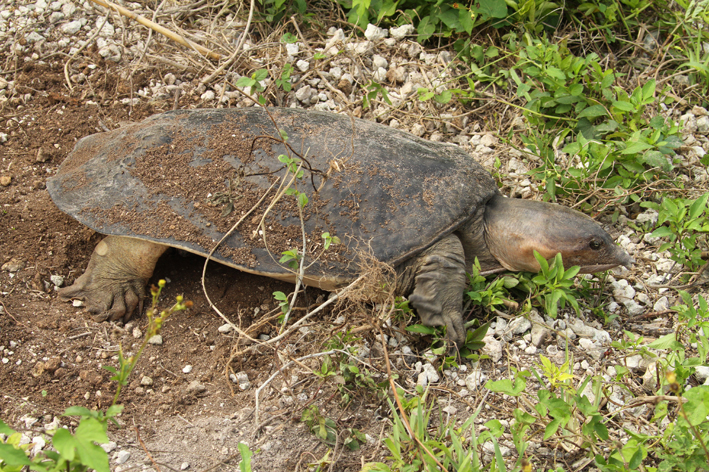 softshell digging.jpg