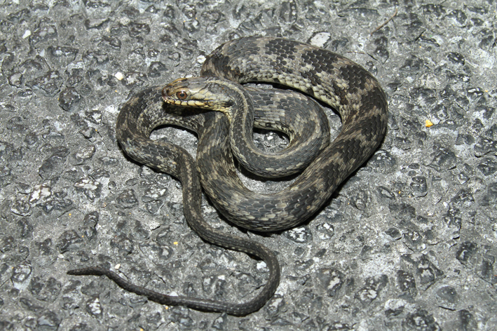 water snake larger 2.jpg