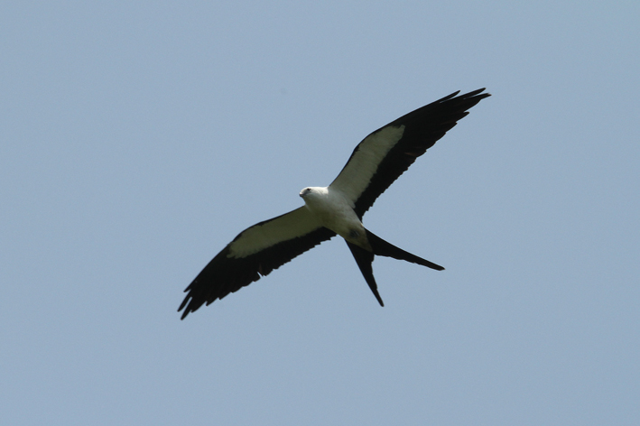 swallowtail kite.jpg