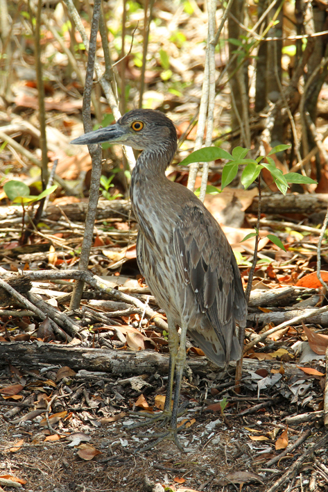 yellow crowned night heron.jpg