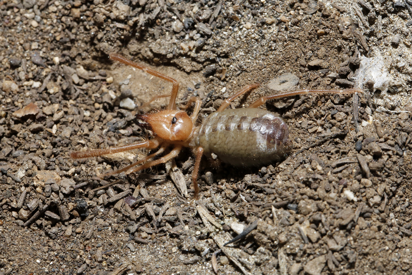 sun_spider.jpg