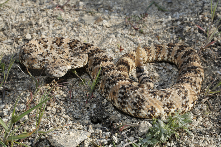 Crotalus mitchelli.jpg
