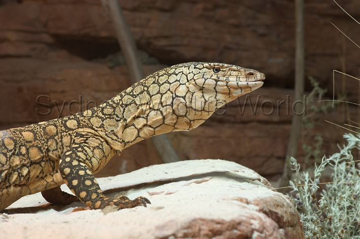 male perentie close up.jpg