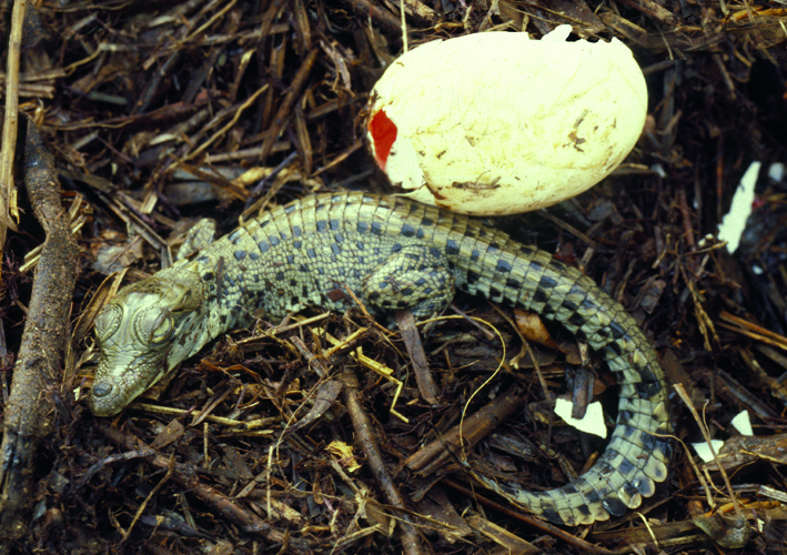 baby croc and egg.jpg