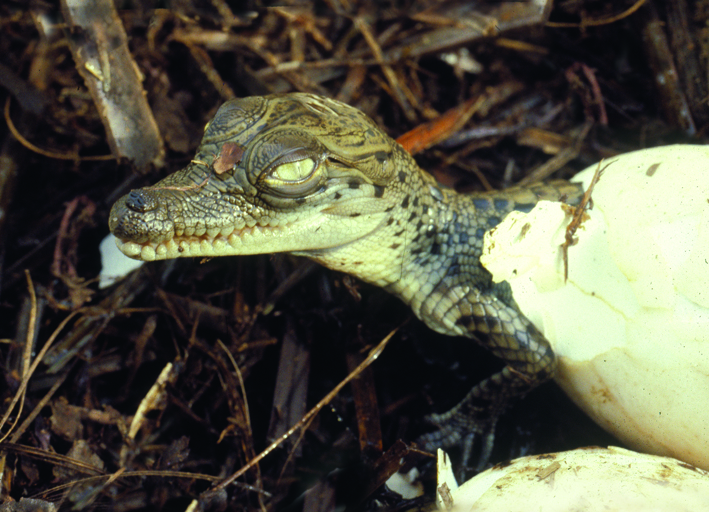 croc head out of egg.jpg