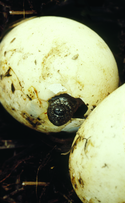 egg tooth.jpg